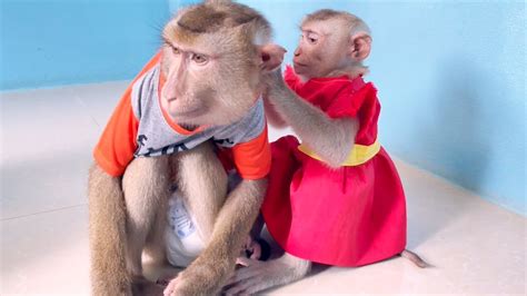 Asmr Monkey Grooming Zueii Monkey Like Grooming Tin Youtube