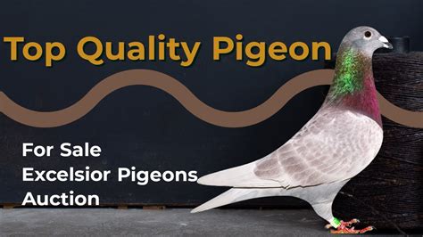 Super Quality Breeder Racing Pigeon For Sale In Excelsior Pigeons