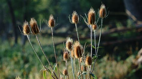 Thistle Sinar Matahari Alam Foto Gratis Di Pixabay Pixabay