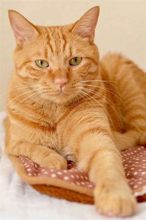 Beautiful golden cats