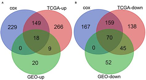 Frontiers A Five Gene Based Prognostic Signature For Hepatocellular