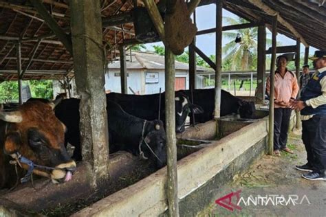 Pemprov Babel Pastikan Stok Daging Sapi Cukup Jelang Idul Adha ANTARA