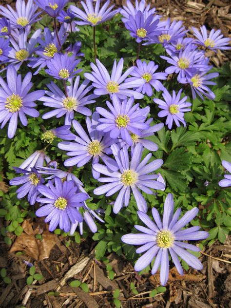 Rotary Botanical Gardens Hort Blog Windflowers Anemone Blanda