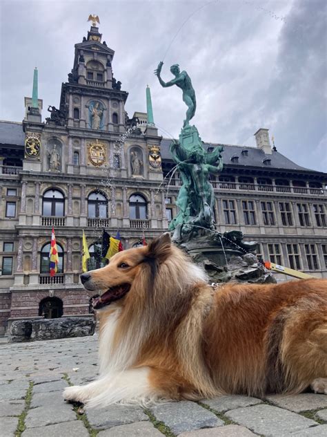 Solve Sheltie In Antwerp Grote Markt Jigsaw Puzzle Online With 252 Pieces