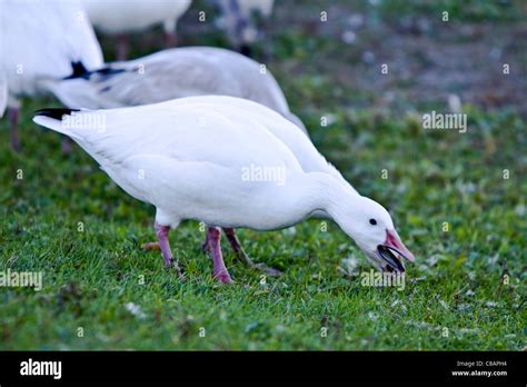 A Very Large Flock Of Greater Snow Goose Numbering Tens Of Thousands