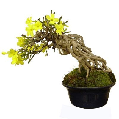 Winter jasmine bonsai care