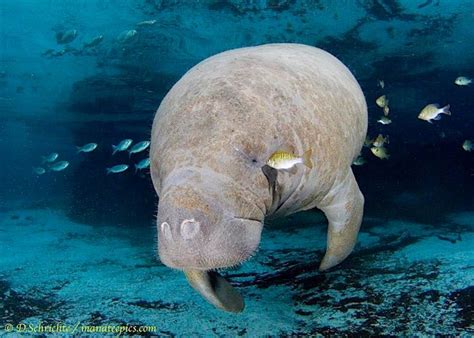 Pin By AD Evans On Manatees Manatee Elephant Walrus