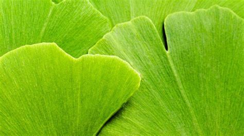 Les Bienfaits Du Ginkgo Biloba Le Mag Naturavignon