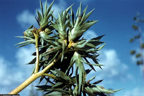 Agave sisalana - UF/IFAS Assessment - University of Florida, Institute ...