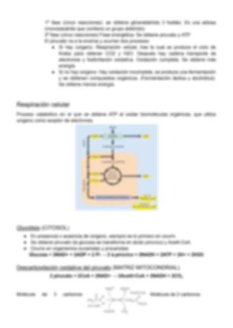 Solution Metabolismo Bacteriano Y Catabolismo Bachillerato Biolog A