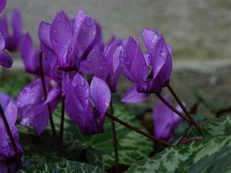 Cyclamen Care Guide How To Grow Hardy Cyclamen In Your Garden