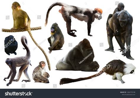 Collection Different Kinds Primates All Continents Stock Photo