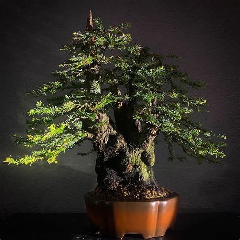 Sequoia Sempervirens First Styling And Bonsai Pot Rbonsai