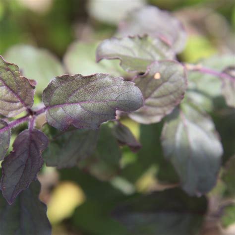 Krishna Tulsi Seeds Black Tulsi Variety Sacred Basil For Home