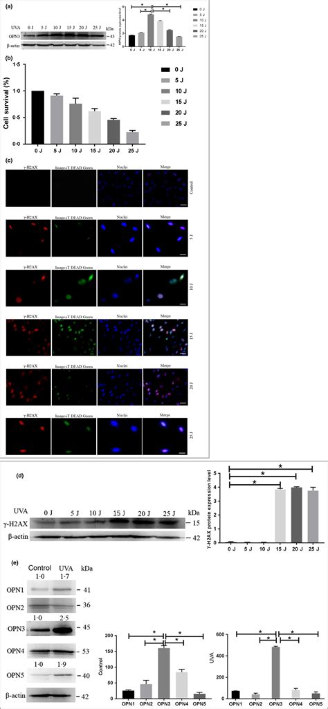 Opsin 3 Is A Key Regulator Of Ultraviolet A‐induced Photoageing In