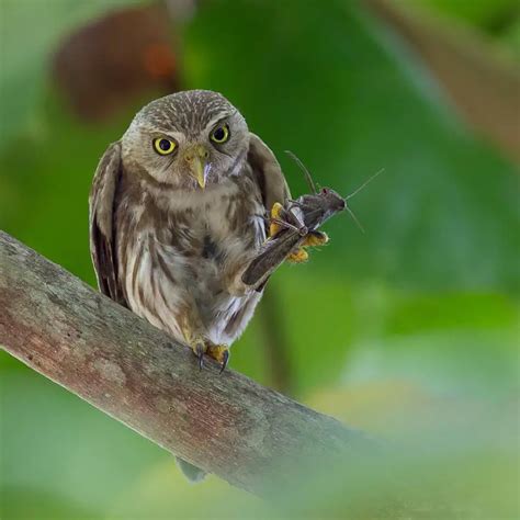 Cabur Chico Glaucidium Brasilianum Mundo Ecologia