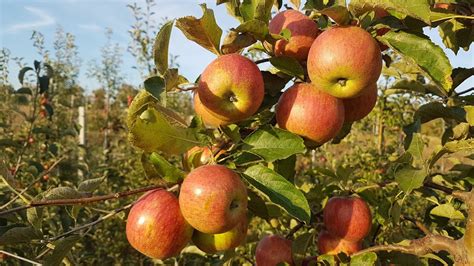 Jonagold Decost apple / Яблоко Джонаголд Декоста - YouTube