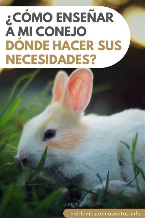 Cómo Enseñar a Mi Conejo Dónde Hacer sus Necesidades