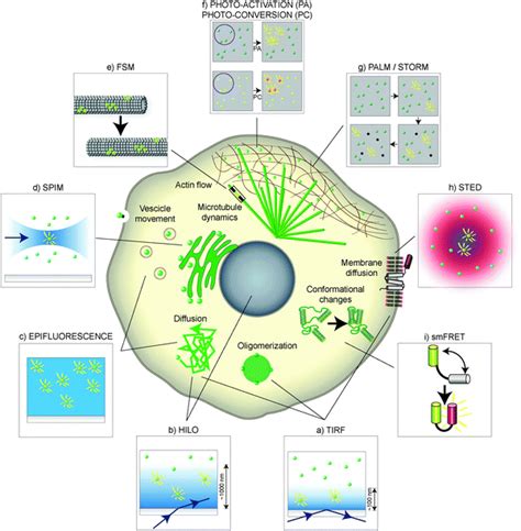 Molecular Cell