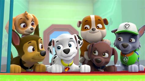 Paw Patrol Pics Paw Patrol Foto 39998688 Fanpop