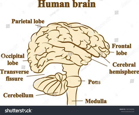 Human Brain Graphic Illustration Hand Drawing Stock Vector (Royalty ...