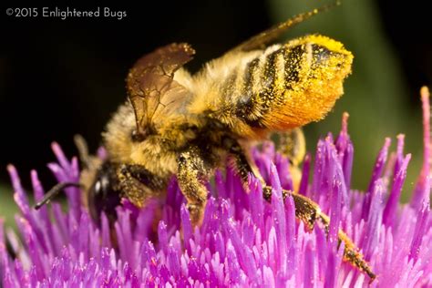 Bee macro photography tips • Enlightened Bugs