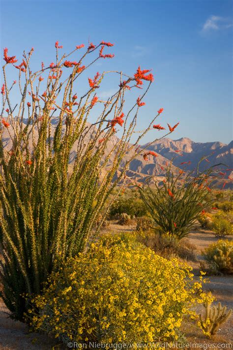 Desert Wildflowers | Anza Borrego Desert State Park, California ...