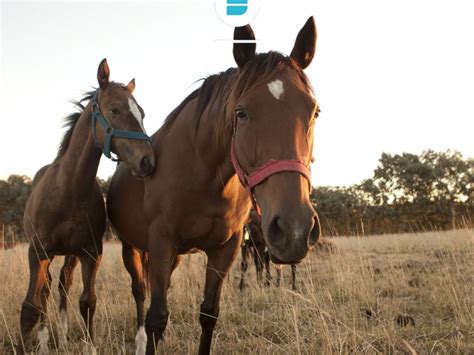 Encefalomielitis Equina Se Establecieron Nuevas Medidas Para El