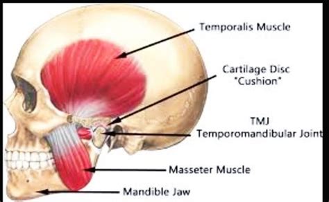 Masseter Muscle: Anatomy, Origin, Insertion, Function