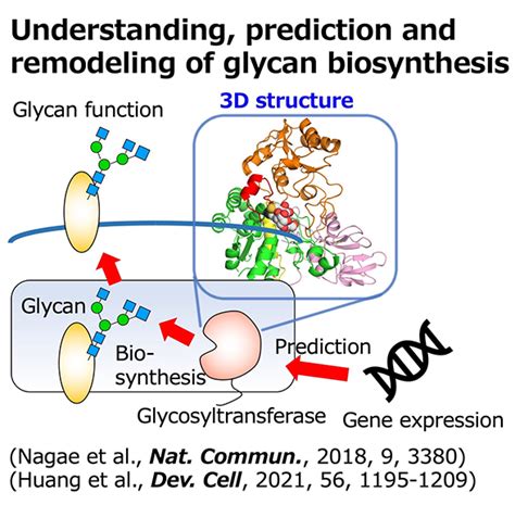 Division Of Glyco Molecular Science Glycoscience Research Institute