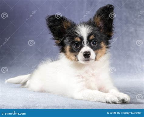 Portrait Of A Papillon Puppy Stock Image Image Of White Funny 72145413