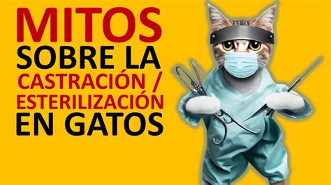 Mitos Acerca De La Castraci N Esterilizaci N En Gatos La Vida Con