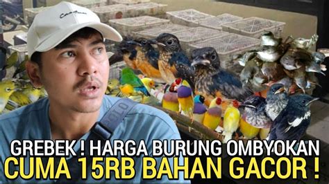 BAKAL VIRAL KIOS REKOMENDASI BURUNG 15RB AN BAHAN GACORAN BUKAN DI