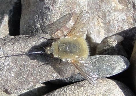 Taxonomy Bombyliidae Bee Flies