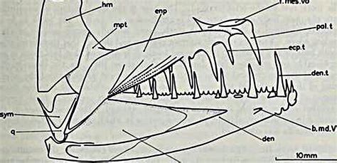 Enchodus teeth? - Fossil ID - The Fossil Forum