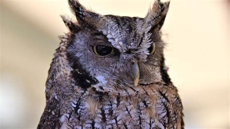 Eastern Screech Owl Sound Owl Sound Effects Owl Singing Owl Calls