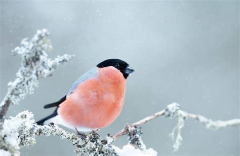 12,600+ Bullfinch Stock Photos, Pictures & Royalty-Free Images - iStock