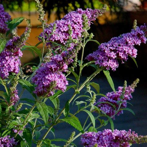 National Plant Network 25 Qt Buddelia Nanho Purple Flowering Shrub