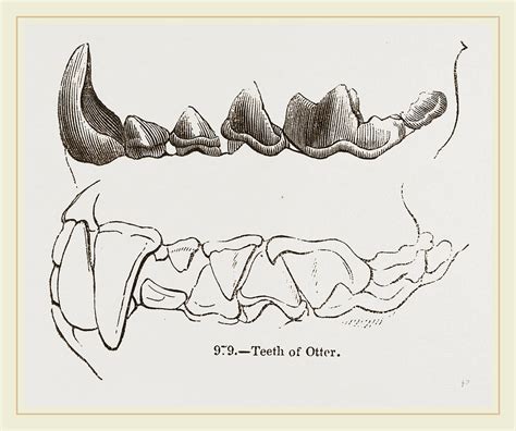 Teeth Of Otter Drawing by Litz Collection | Fine Art America