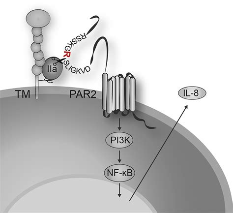 Thrombin Cleaves And Activates The Protease Activated Receptor