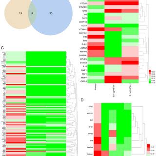 Venn Diagram And Heatmaps Of Degs In The Different Groups A Venn