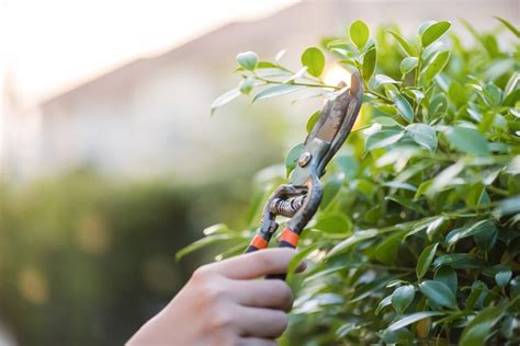 7 arbres et arbustes à tailler avant la fin du mois de mai pour une