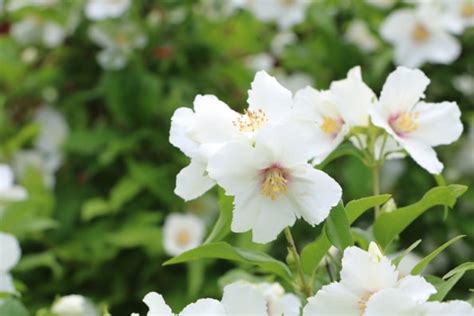 Gef Llter Gartenjasmin Pfeifenstrauch Pflege Schneiden Und