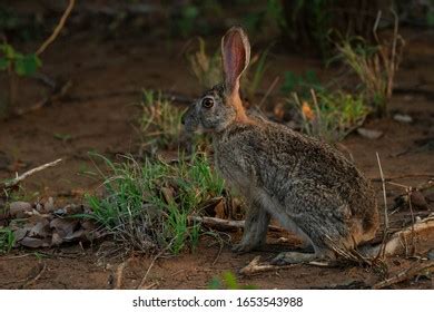 279 Scrub hare Images, Stock Photos & Vectors | Shutterstock