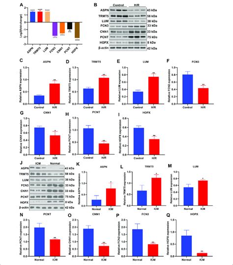 Verification Of Expressions Of Candidate Icm Specific Genes A The