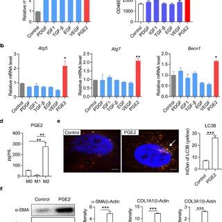 M Macrophages Promoted Activation And Autophagy Of Hscs By Secreting