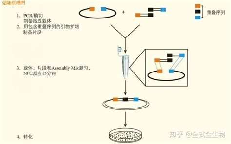 【dna克隆原创系列一】dna克隆常用方法 知乎