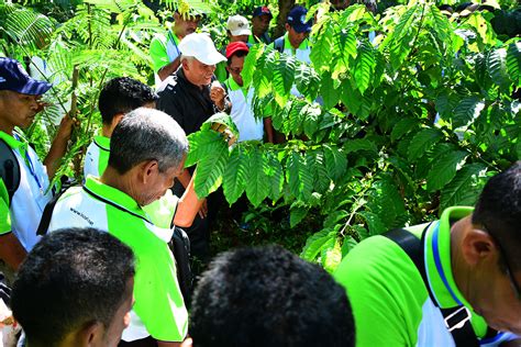 PELATIHAN TEKNIK BUDIDAYA DAN PENGOLAHAN KOPI