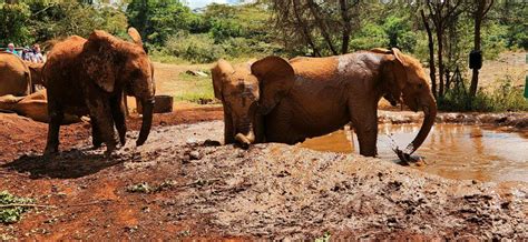 Elephant Orphanage Bomas Of Kenya Rustic Nature Tours