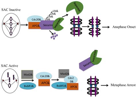 Spindle Assembly Checkpoint Sac Activation Download Scientific Diagram